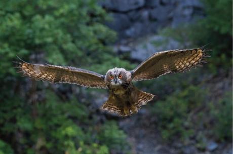 Uhu im Flug