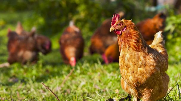 Huhn auf Wiese Huhn auf Wiese