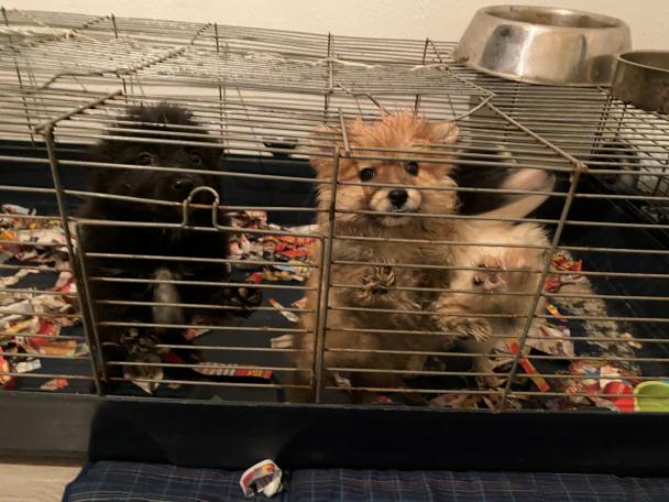 Hunde Veterinärdienst beschlagnahmt Hunde im Käfig