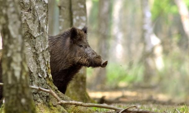 Ein Wildschwein schaut hinter einem Baum hervor.