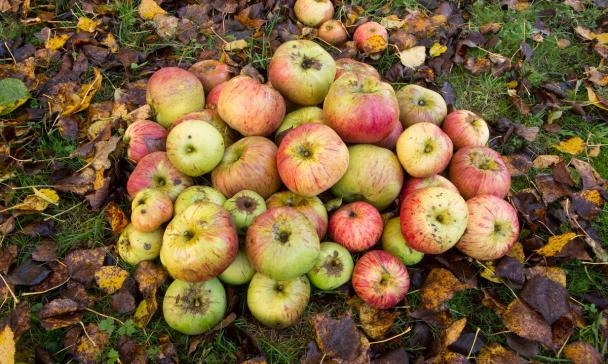 Äpfel liegen auf einer Wiese mit Herbstlaub