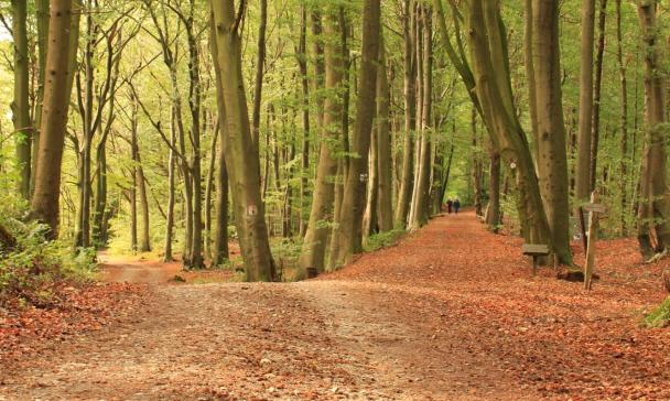 Bäume im Wald