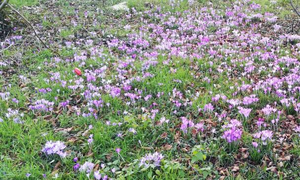 Wiese mit lila blühenden Blumen.