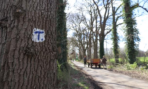 Baum am Wegesrand auf der Rinde ein Zeichen: blaues T auf weißem Grund.