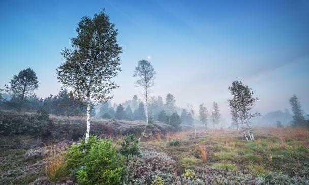 Bäume in einer Moorlandschaft mit blauem Himmel