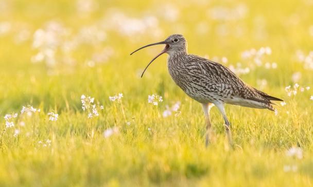 Vogel auf einer Wiese
