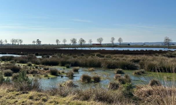 Landschaft Moor