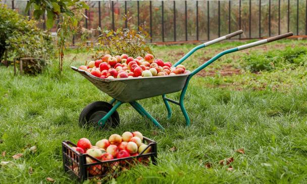 Eine Schubkarre voller Äpfel steht in einem Garten.