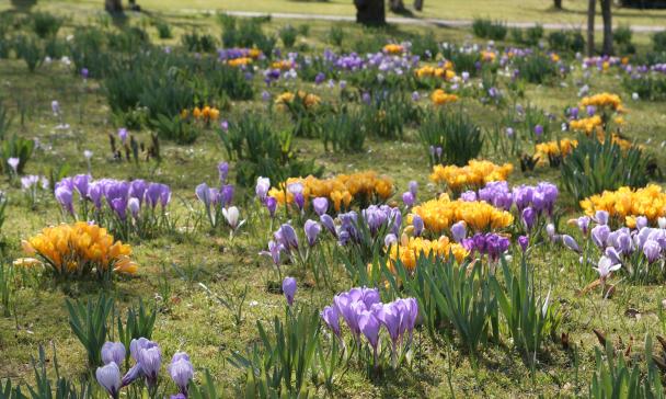 Symboldbild Frühblüher