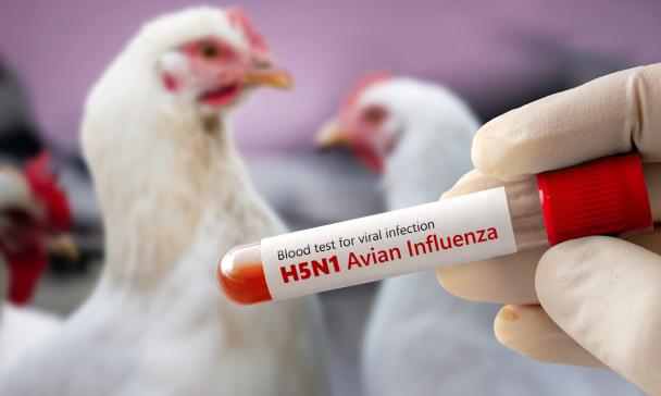 Zwei Hühner im Hintergrund, im Vordergrund eine Blutprobe in einem Reagenzglas