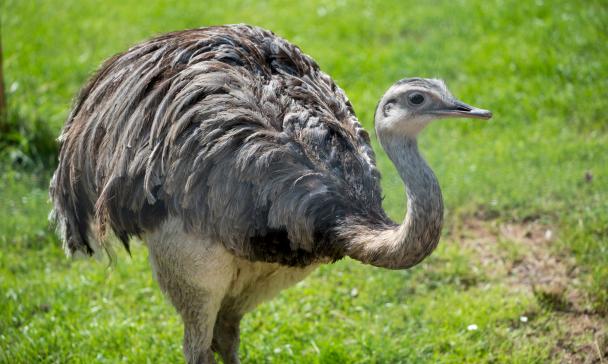 Laufvogel auf einer Wiese