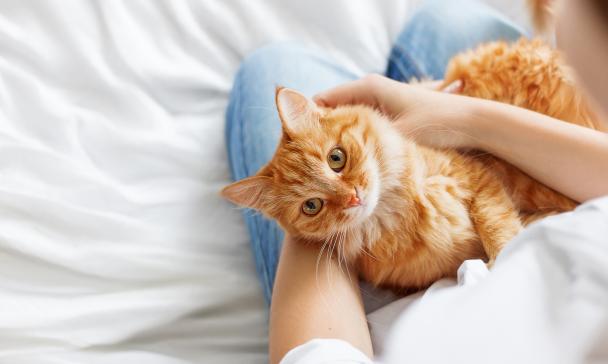 Katze auf Schoss
