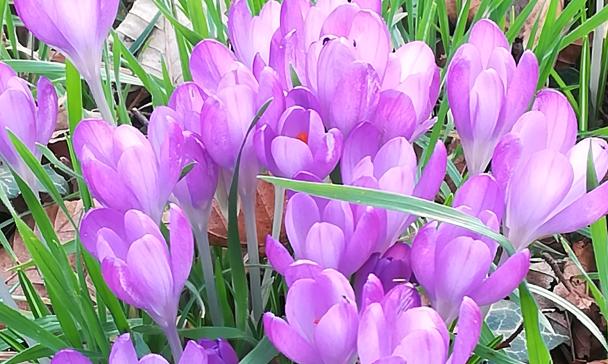 lila farbene Krokusse auf einer Wiese